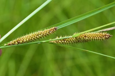 Carex utriculata, photographed by Owen Strickland