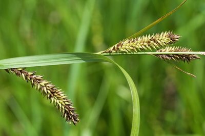 Carex lacustris, photographed by Owen Strickland