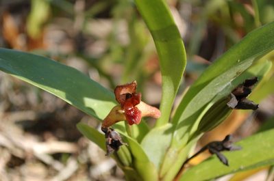 Maxillaria elatior, photographed by Neptalí Ramírez Marcial