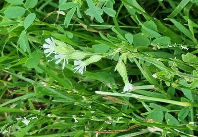 Silene dichotoma, photographed by Владимир Дворкин