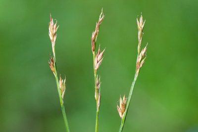 Carex bromoides, photographed by Owen Strickland