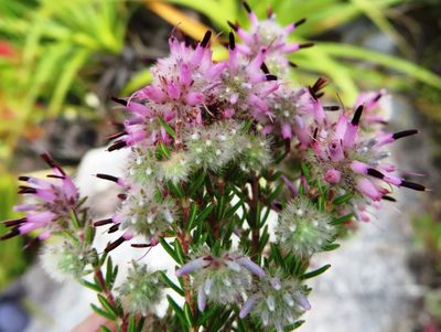 Erica eriocephala, photographed by linkie