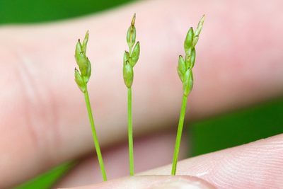 Carex leptalea, photographed by Owen Strickland