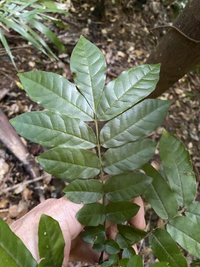 Flindersia xanthoxyla, photographed by Greg Tasney