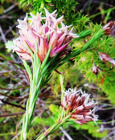 Erica pycnantha, photographed by linkie