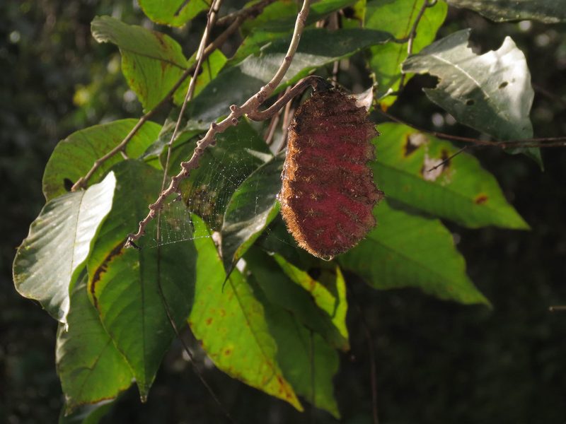 Mucuna mutisiana, photographed by Katja Schulz