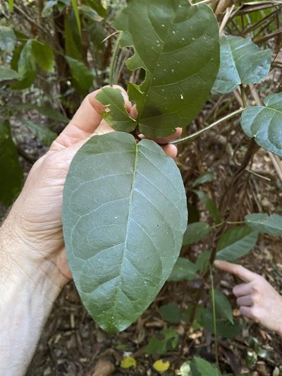 Leichhardtia racemosa, photographed by Greg Tasney