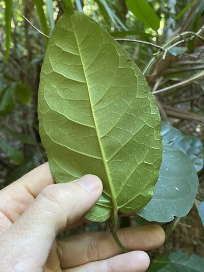 Leichhardtia racemosa, photographed by Greg Tasney