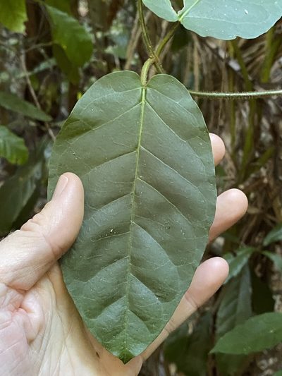 Leichhardtia racemosa, photographed by Greg Tasney
