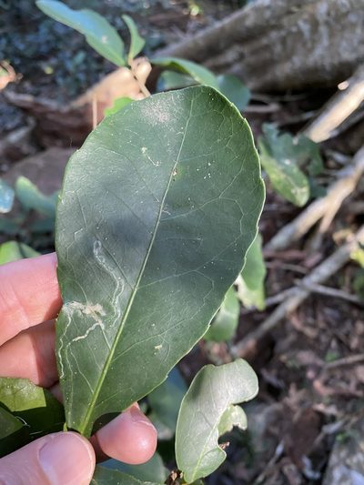 Croton acronychioides, photographed by Greg Tasney