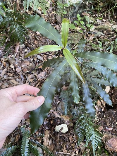 Macadamia tetraphylla, photographed by Greg Tasney