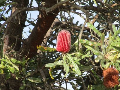 Banksia menziesii, photographed by A.J. Anderson