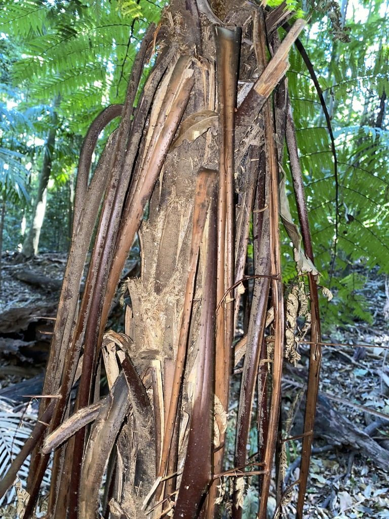 Sphaeropteris australis, photographed by Greg Tasney