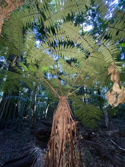 Sphaeropteris australis, photographed by Greg Tasney