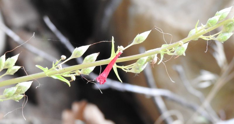 Penstemon eatonii, photographed by saltyhiker