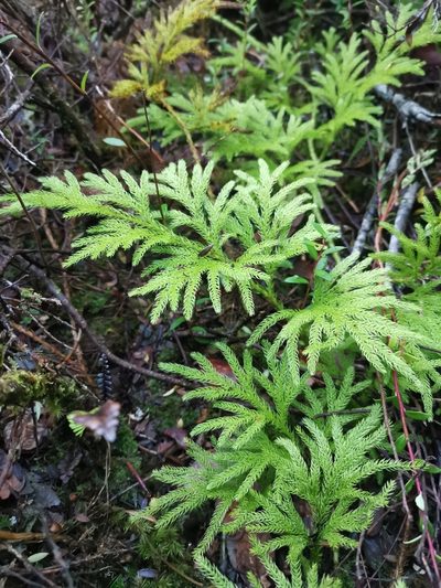 Austrolycopodium paniculatum, photographed by Inao Vasquez