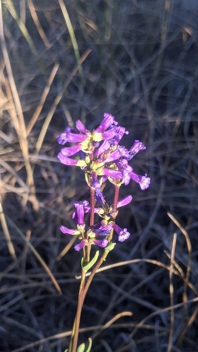 Penstemon cinicola, photographed by My-Lan Le