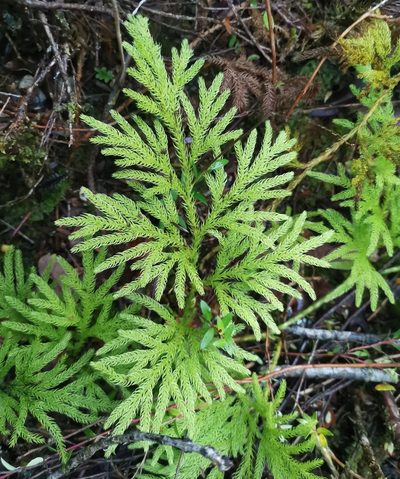 Austrolycopodium paniculatum, photographed by Inao Vasquez