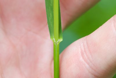 Glyceria striata, photographed by Owen Strickland