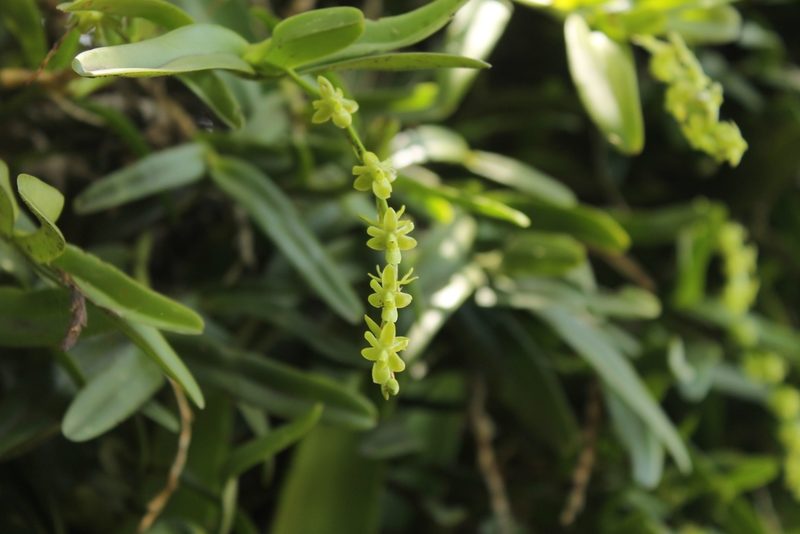 Epidendrum cardiophorum, photographed by Victor De la Cruz