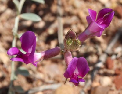 Astragalus missouriensis, photographed by Catherine C. Galley