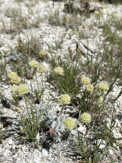 Eriogonum argophyllum, photographed by Matt Berger