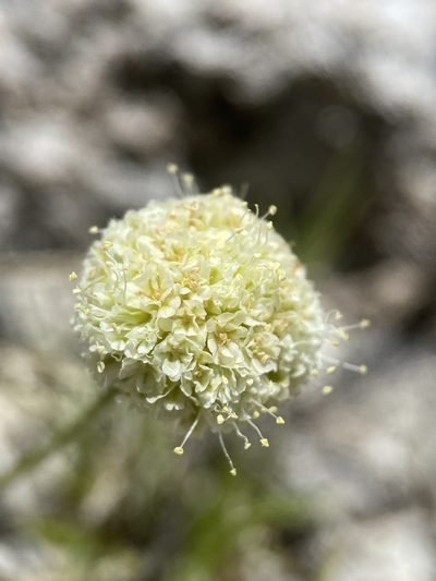 Eriogonum argophyllum, photographed by Matt Berger