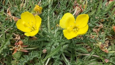 Taraxia tanacetifolia, photographed by Zoe O.