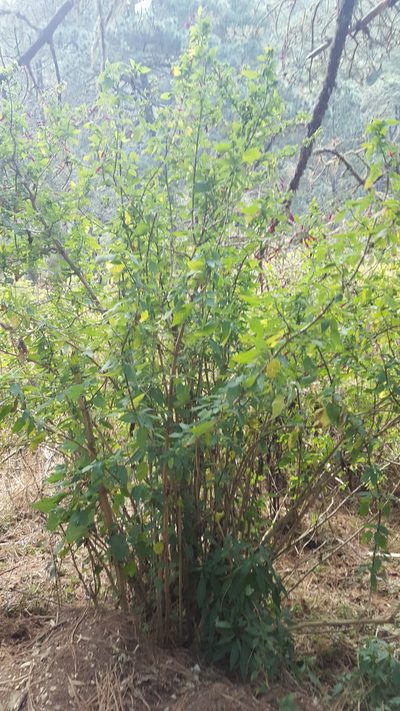 Salvia nervata, photographed by Eugenio Padilla