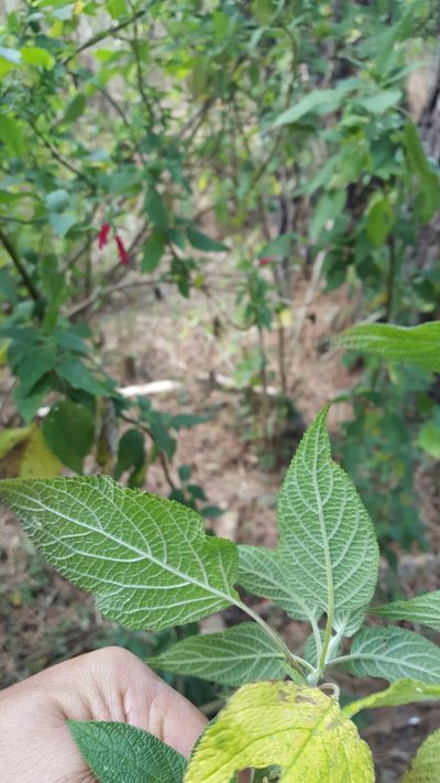 Salvia nervata, photographed by Eugenio Padilla