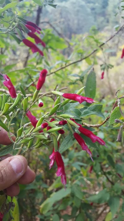 Salvia nervata, photographed by Eugenio Padilla