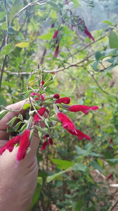 Salvia nervata, photographed by Eugenio Padilla