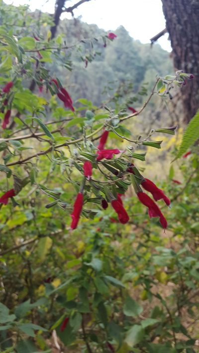Salvia nervata, photographed by Eugenio Padilla