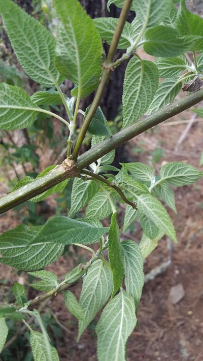Salvia nervata, photographed by Eugenio Padilla