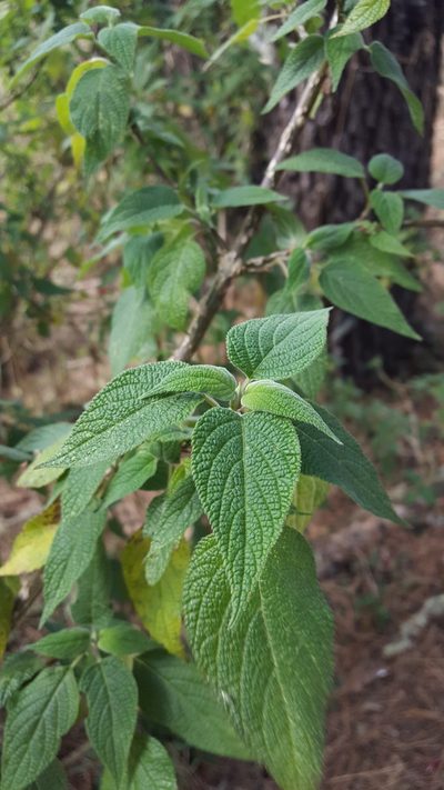 Salvia nervata, photographed by Eugenio Padilla