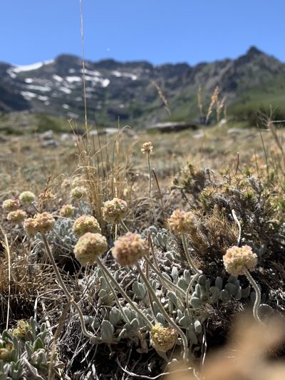 Eriogonum kingii, photographed by william_hoyer