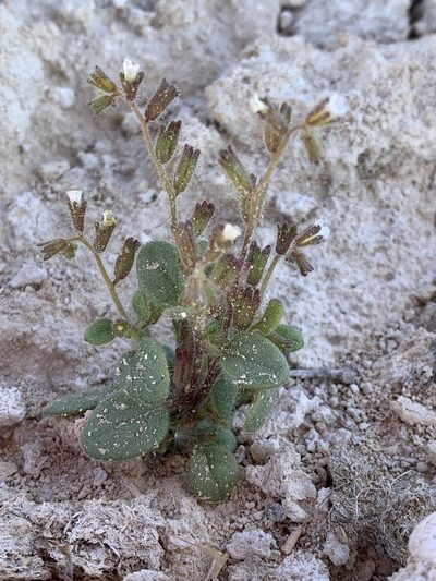 Phacelia incana, photographed by william_hoyer