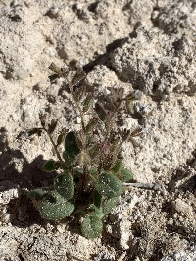 Phacelia incana, photographed by william_hoyer