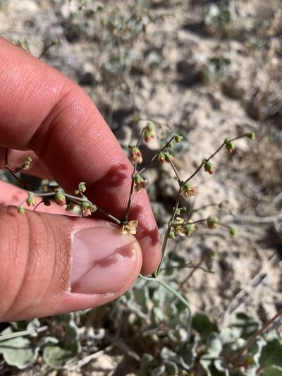 Eriogonum hookeri, photographed by william_hoyer