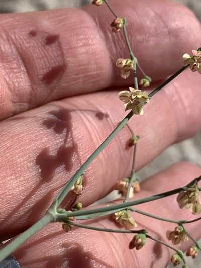 Eriogonum hookeri, photographed by william_hoyer