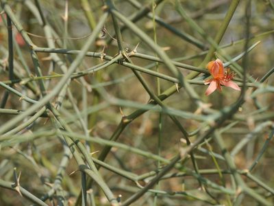 Capparis decidua, photographed by Dinesh Valke
