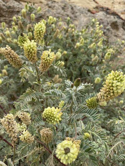 Astragalus pycnostachyus, photographed by Daniel Das