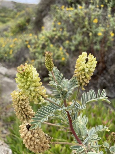 Astragalus pycnostachyus, photographed by Daniel Das