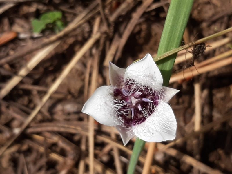 Calochortus elegans, photographed by Joshua Morris