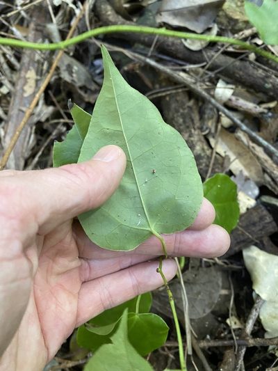 Streptothamnus moorei, photographed by Greg Tasney