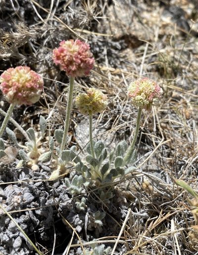 Eriogonum kingii, photographed by Matt Berger