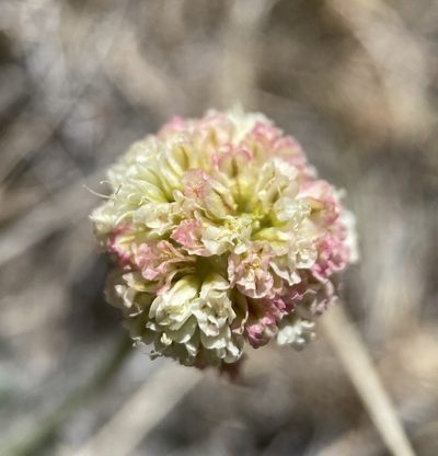 Eriogonum kingii, photographed by Matt Berger