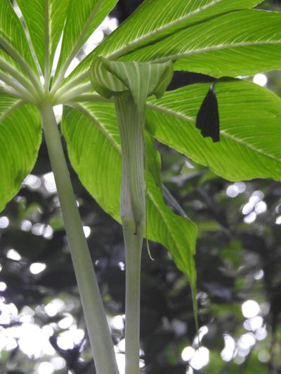 Arisaema leschenaultii, photographed by Hopeland