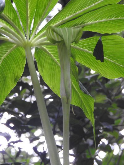 Arisaema leschenaultii, photographed by Hopeland