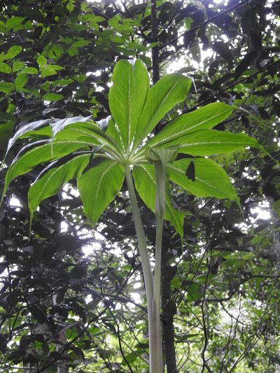 Arisaema leschenaultii, photographed by Hopeland